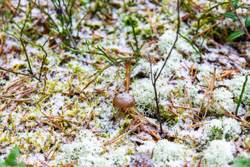 Mushroom in the forest