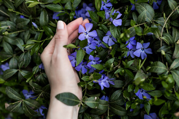 Lesser periwinkle or V&iacute;nca minor has blossomed delicate little purple flowers among the green foliage. In women's hands, the health of a spring plant fills with freshness and joy.