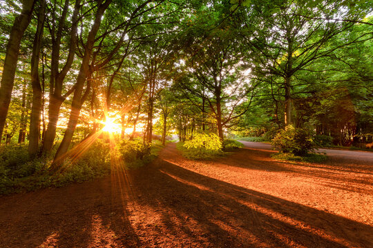 United Kingdom, Scotland, East Lothian, Yellowcraigs, sun beams through trees at sunset