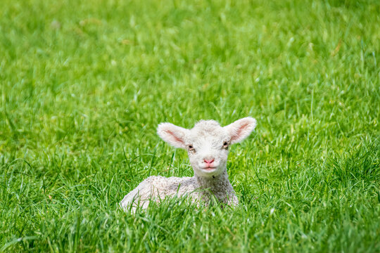 Portrait of lamb resting on grassy field, Otago, South Island, New Zealand