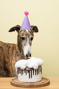 Dog with his birthday cake celebrating his anniversary