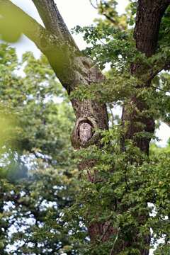 Tawny owl in tree hole, Germany