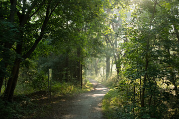 Morgenlicht im Spreewald