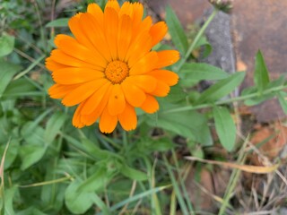 bright orange calendula flower in autumn