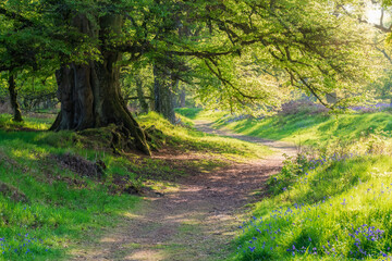 Bluebells and empty forest track, Perth, Scotland