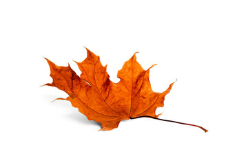 Maple leaf isolated on a white background.