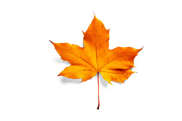 Maple leaf isolated on a white background.