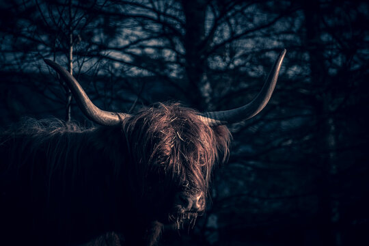 Creative photography of farm cattle. Large Highland cow portrait in underexposed conditions. Touristic agriculture. Selective focus on the mammal, blurred background.