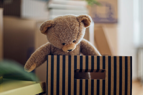 Naklejki Teddy bear inside cardboard box in a new home