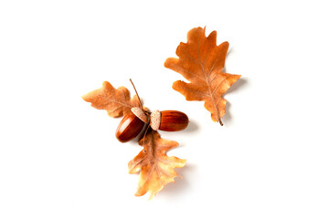 Acorns and oak leaves are isolated on a white background.