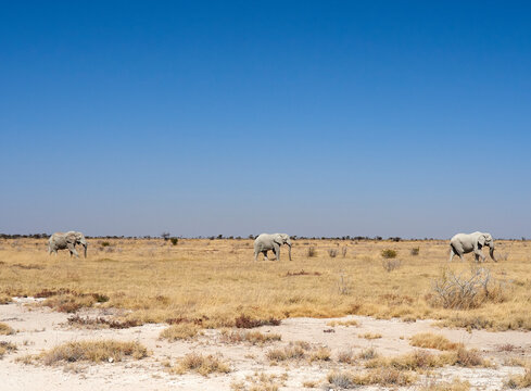 Africa, Namibia, Halali, Etosha National Park, savanna with a group of elephants walking