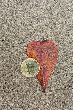 Bitcoin on a sandy beach with wilted leaf