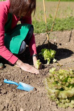 Woman working in her vegetable garden, Italy
