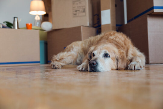 Dog lying on the floor in front of cardboard boxes in an empty room in a new home