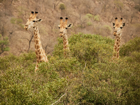 Portrait of three giraffes, Kruger National Park, Mpumalanga, South Africa
