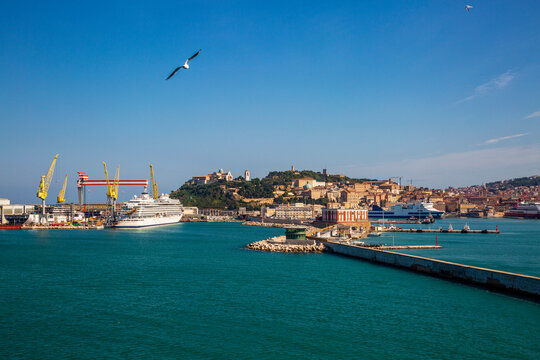 Italy, Province of Ancona, Ancona, Seagull flying against clear sky over coastal city