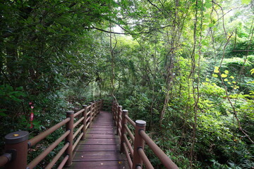 Fototapeta premium a refreshing summer forest with a boardwalk