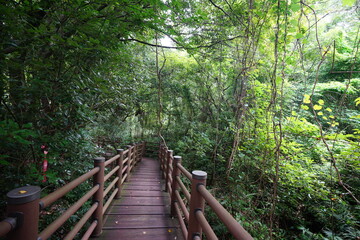 a refreshing summer forest with a boardwalk