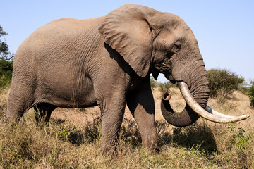 Side view of elephant standing on field at Kruger National Park, South Africa