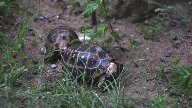 Cute tiny tortoise tries to bite tasty green grass and turtle stands behind back and go away on sand surface in zoo closeup