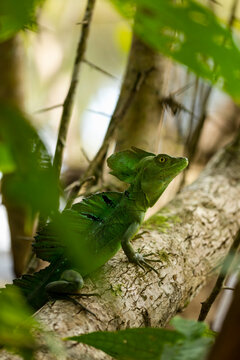 Basilisk Lizard inside a National park, Costa Rica