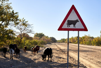 Beware of cow signs by dirt road against clear sky at Caprivi Strip, Namibia