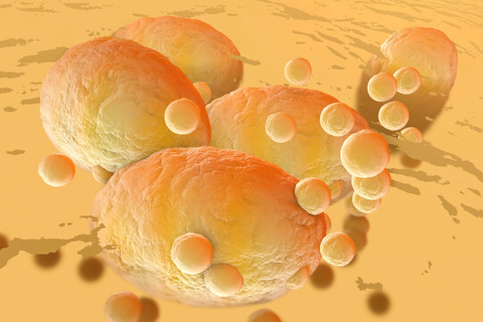 3D Rendered Illustration, visualisation of fat cells clogging together in the human body