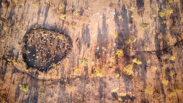 Fences for protect the goats from wild animals in Angola - Powered by Adobe