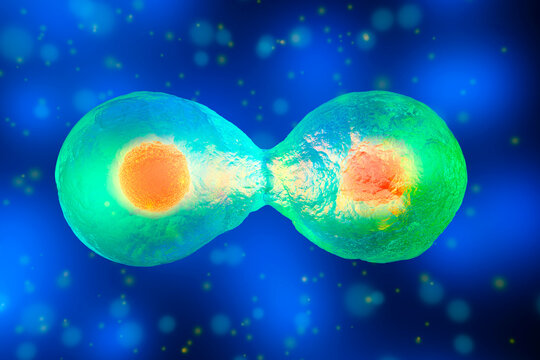 3D Rendered Illustration, cell division