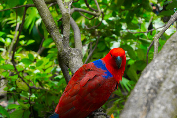 selective focus of red carrot on tree branch