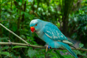 selective focus of blue parrot on tree branch