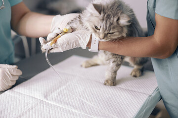 Skilled veterinarians examines cat on intravenous infusion at table © Friends Stock