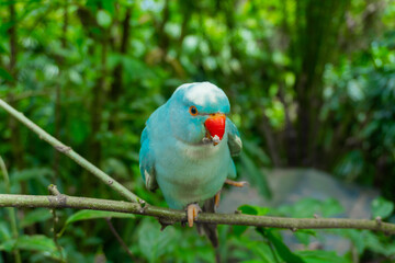 selective focus of blue parrot on tree branch