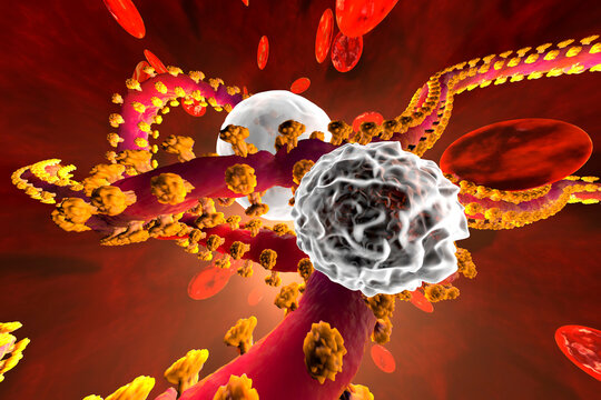 3D rendered Illustration of an Ebola virus fighting with Leukocyte defence cells in the Blood stream surrounded by Erythrocyte cells