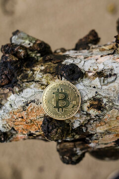 Bitcoin on a piece of bark