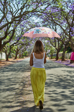 Woman walking with her umbrella the middle of a street full of jacaranda trees in bloom, Pretoria, South Africa