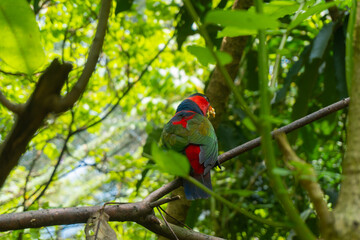 selective focus of black head carrot on tree branch