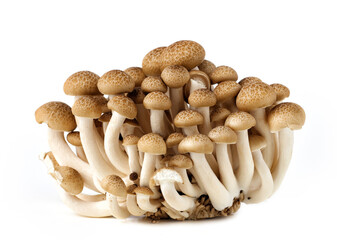 A group of shimeji mushrooms on a white background.