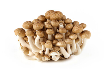A group of shimeji mushrooms on a white background.