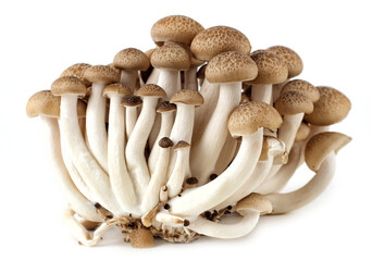 A group of shimeji mushrooms on a white background.