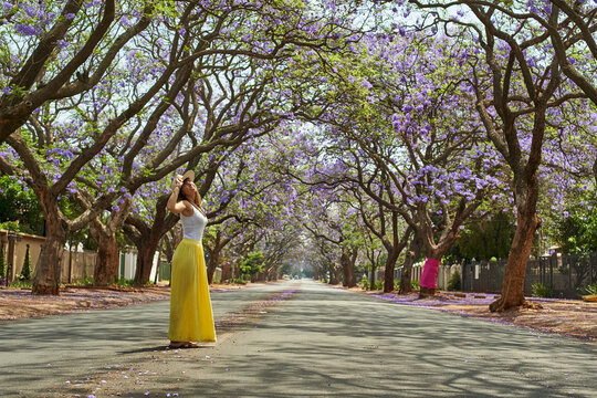 Woman wearing a hat, standing in the middle of a street full of jacaranda trees in bloom, Pretoria, South Africa