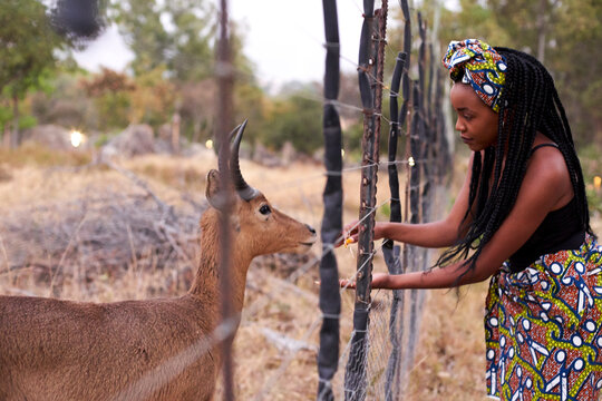 Young woman in african style feeding gazelle through a fence