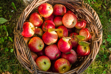 Apples in the basket on the grass top view. Wicker basket with ripe, red apples harvest in the garden. Autumn, sunny day in orchard