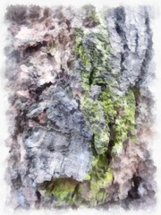 tree bark watercolor style illustration impressionist painting.