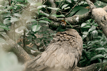 Portrait of a male Peacock or Indian Peacock (Pavo cristatus) above the branch
