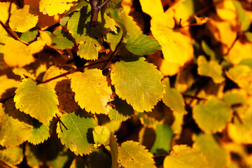 autumn leaves on a bush that turns yellow