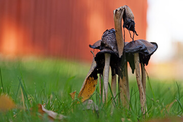 lots of fungi that have grown together on the lawn