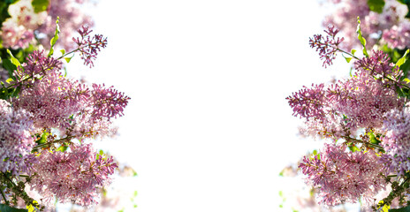 Branches of blooming lilacs as a frame on a white background, copy space.