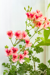 Royal pelargonium Angel Orange or geranium plant with pink flowers