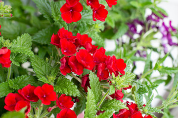 Fototapeta premium Verbena plant with bright red flowers close up